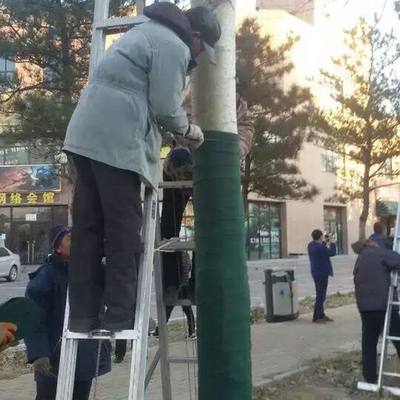 用布包装树木