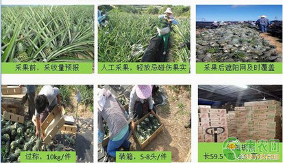 菠萝怎样包装便运输