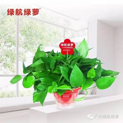 绿萝包装体积多少钱