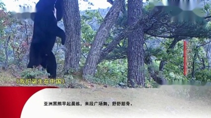 央视动物世界历年包装