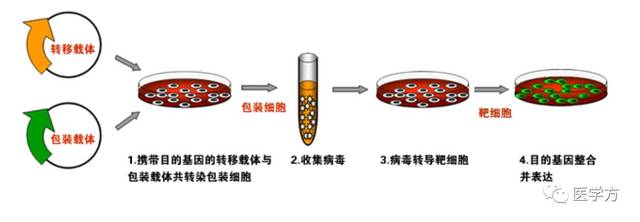 动物细胞培养物品包装
