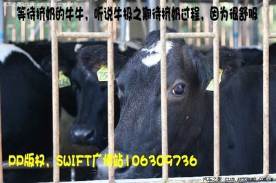 用pp怎么开牛牛群