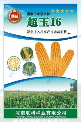 玉米种强盛31包装袋